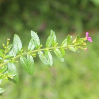 Cuphea hyssopifolia Kunth